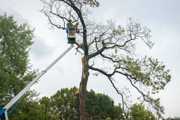 Best Seasonal Cleanup (Spring/Fall)  in West Puente Valley, CA