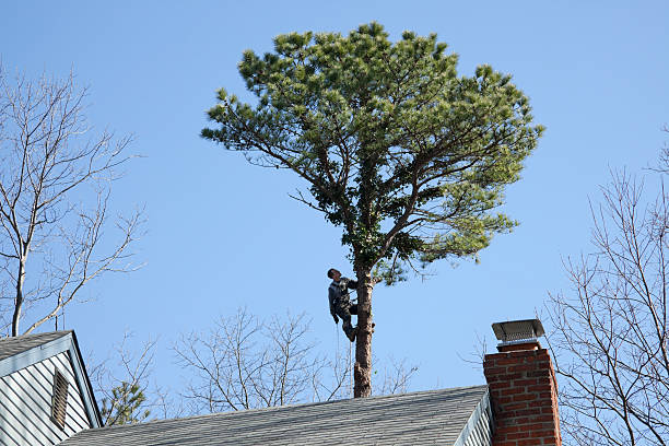 Best Tree Preservation Services  in West Puente Valley, CA